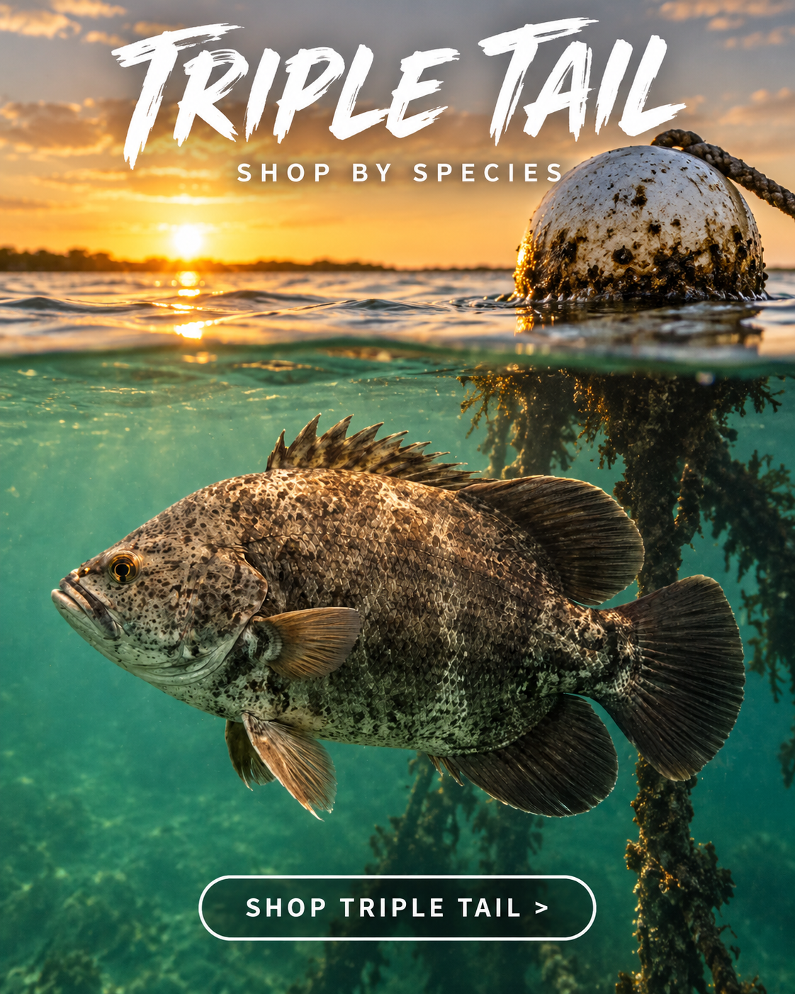 Shadow Stalker tripletail fishing shirt