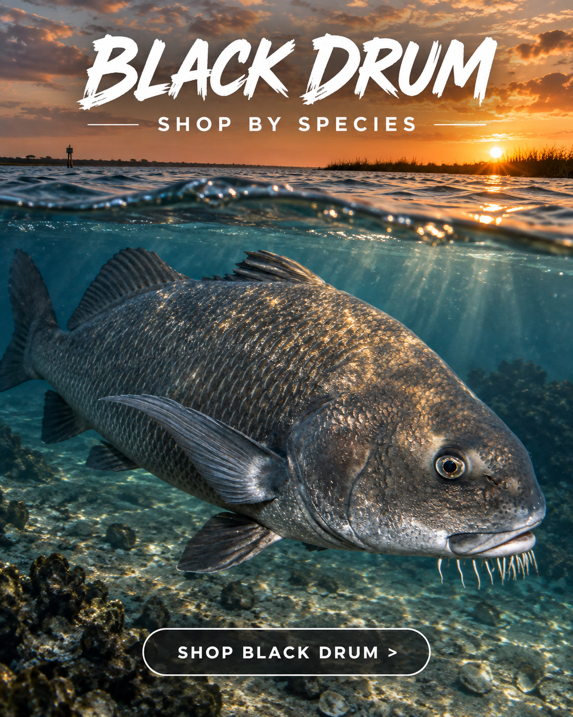 Crab Crusher black drum fishing shirt